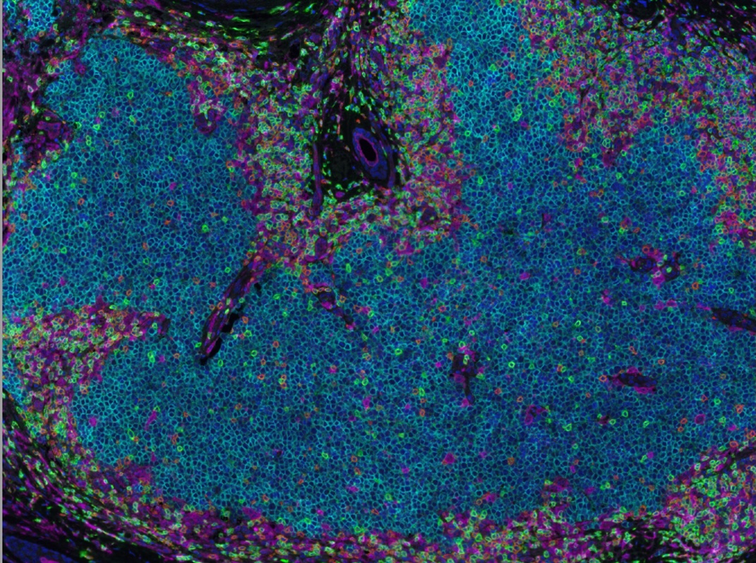 A close up view of a cell cross section.